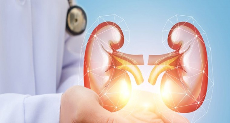 కిడ్నీల ఆరోగ్యం కోసం... 

