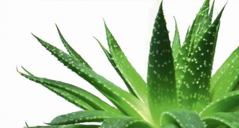 కలబంద వల్ల కలిగే ఉపయోగాలు... 

