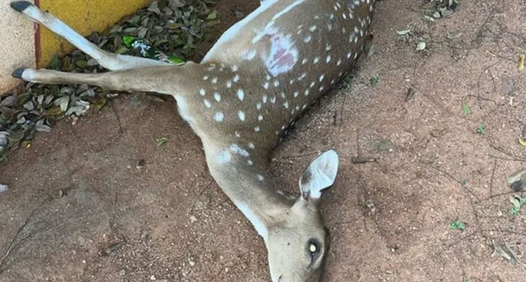 మదనపల్లిలో వాహనం ఢీకొని జింక మృతి