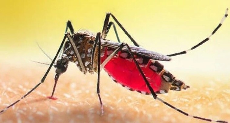 అడవుల విధ్వంసం.. మనుషుల రక్తం రుచి మరిగిన దోమలు.. పొంచి ఉన్న ప్రాణాంతక ముప్పు!

