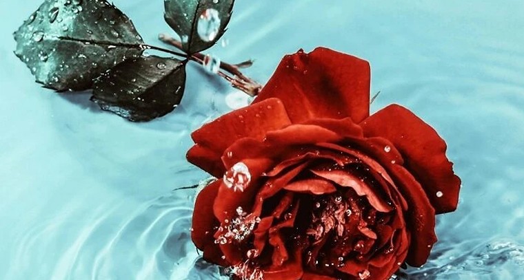 వాలెంటైన్స్ డే.. లవ్ ఇప్పుడు 'రోజా పువ్వు' కంటే 'ప్రాక్టికల్' అయింది

