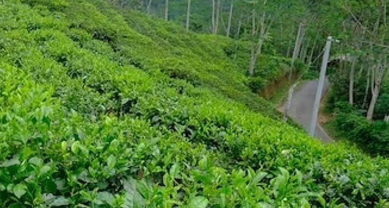 ‘టీ’ అంటే కేవలం అదే.. మిగిలినవన్నీ టీ కావు.. FSSAI సంచలన నిర్ణయం

