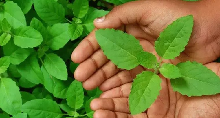 తులసి ఆకుల ఆరోగ్య ప్రయోజనాలు..!
