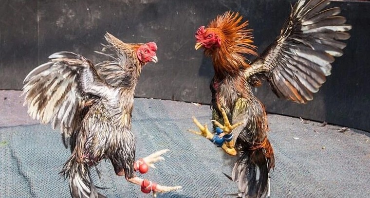 గోదావరి జిల్లాల్లో సంక్రాంతి సమరం.. విలాసవంతంగా మారుతున్న కోడి పందేల బరులు!

