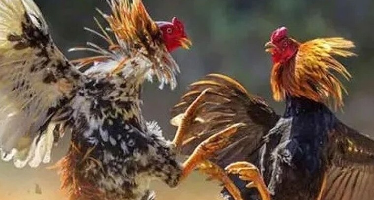 ఏపీలో సంక్రాంతి పందేల జోరు.. భీమవరం చుట్టూ కోట్లలో వ్యాపారం!

