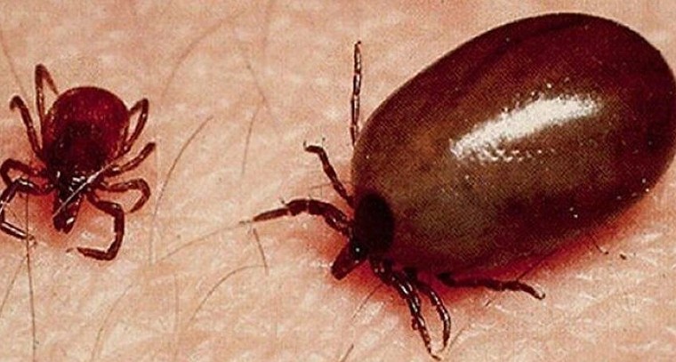 ఏపీలో వణికిస్తున్న స్క్రబ్ టైఫస్.. పెరుగుతున్న మరణాలు, జిల్లాల్లో హై అలర్ట్

