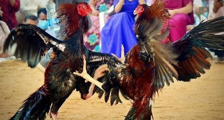 సంక్రాంతి పందేల జోరు.. రూ. 2 వేల కోట్ల భారీ టర్నోవర్!

