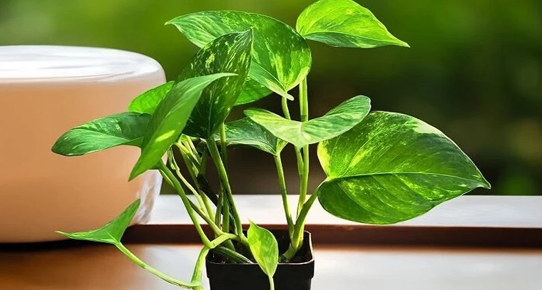 మనీ ప్లాంట్‌తో ధన ప్రవాహాన్ని పెంచే రహస్యాలు

