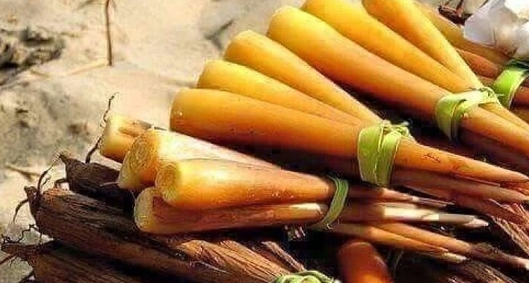 మహిళలు, పిల్లలకు వరం 'తేగలు'.. రక్తహీనతను తరిమికొట్టే శీతాకాలపు సూపర్ ఫుడ్!

