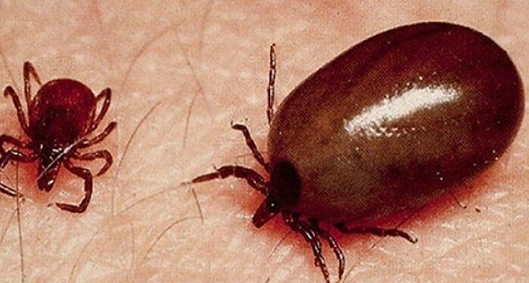 స్క్రబ్ టైఫస్ హెచ్చరిక.. చిన్న పురుగు కుడితే ప్రాణాంతకం కావొచ్చు!

