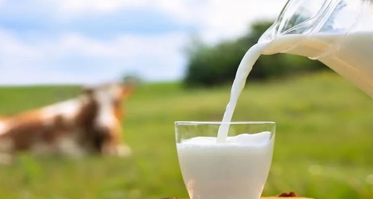 మీరు తాగే పాలు ఎంతవరకు సురక్షితం? కల్తీని గుర్తించే సులువైన చిట్కాలు ఇవే!

