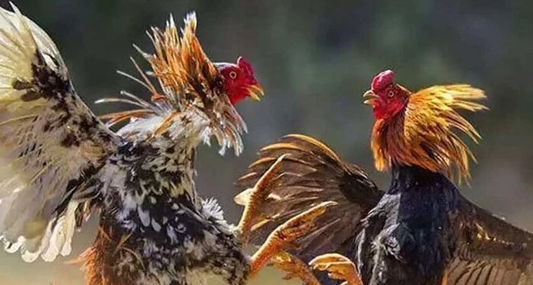 గోదావరి గట్టున ‘బరి’గీసిన పందెం రాయుళ్లు.. బుల్లెట్లు, లగ్జరీ కార్ల పంట!

