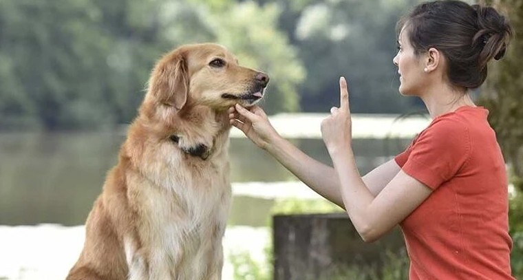 సిటీల్లో పెట్ మేనియా.. యజమానులకు పాఠాలు నేర్పుతున్న పెట్ ట్రైనర్లు!

