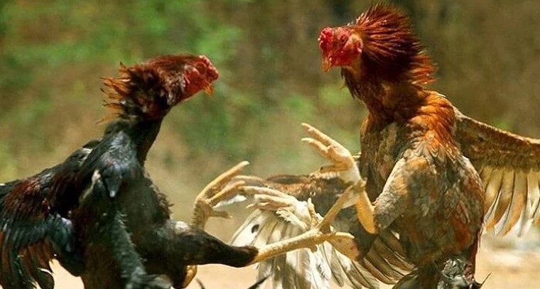 ఏపీలో సంక్రాంతి కోడి పందేలపై హైకోర్టు ఉక్కుపాదం.. నిబంధనలు అతిక్రమిస్తే కఠిన చర్యలు తప్పవని హెచ్చరిక!

