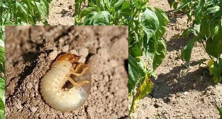 మిరప పంటలో నులి పురుగుల సమస్య.. నివారణ చర్యలు

