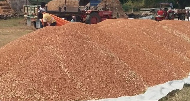 ఆంధ్రప్రదేశ్‌లో శనగల కొనుగోళ్లు ప్రారంభం.. రైతులకు మద్దతు ధర హామీ

