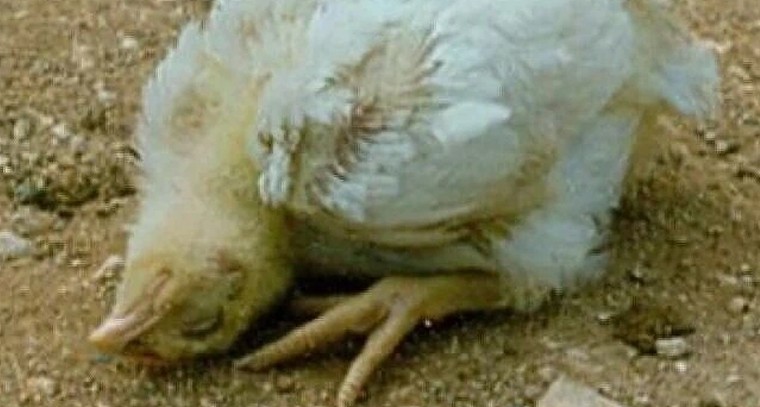 కోళ్లలో భయంకర వైరల్ వ్యాధి.. లక్షణాలు మరియు ప్రమాదాలు

