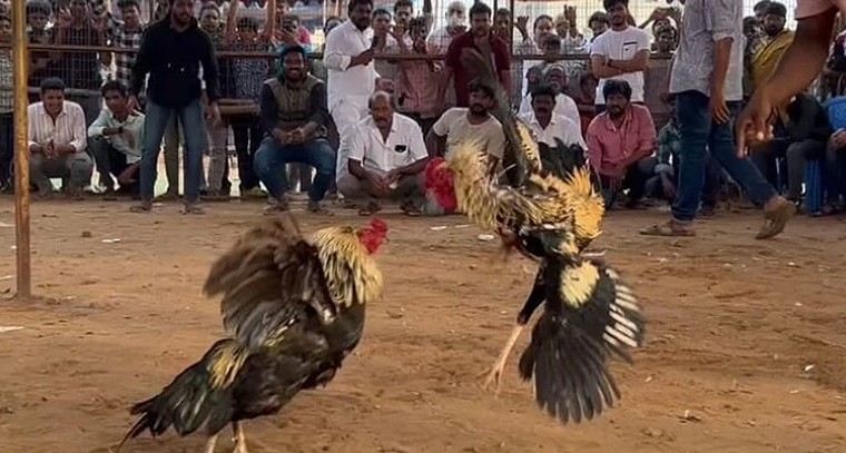 సంక్రాంతి బరిలో ‘కోడి’ పందెం.. ఈసారి నిబంధనల ఉచ్చు బిగిసేనా?


