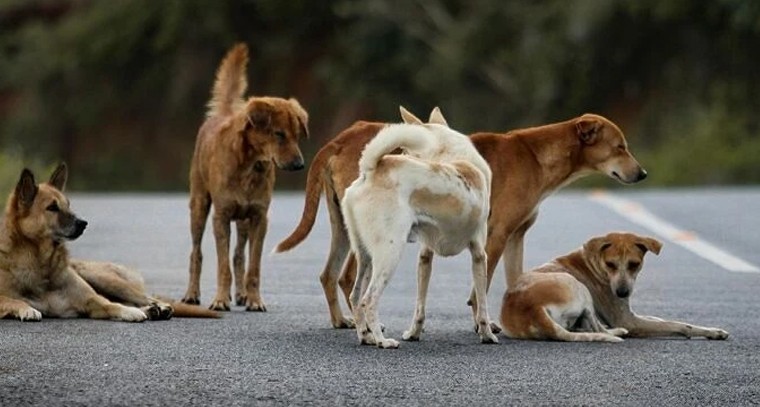 సంతానం లేని దంపతులకు వరం.. IVF చికిత్సలో విజయంతో పాటు ఎదురయ్యే సవాళ్లు

