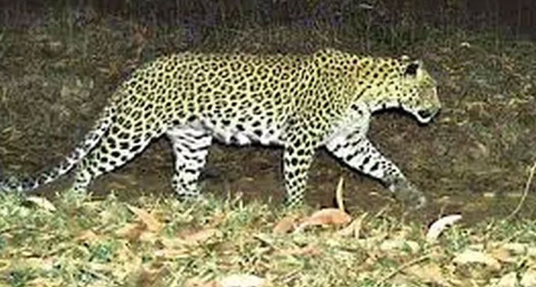 ఆదోనిలో చిరుత సంచారం