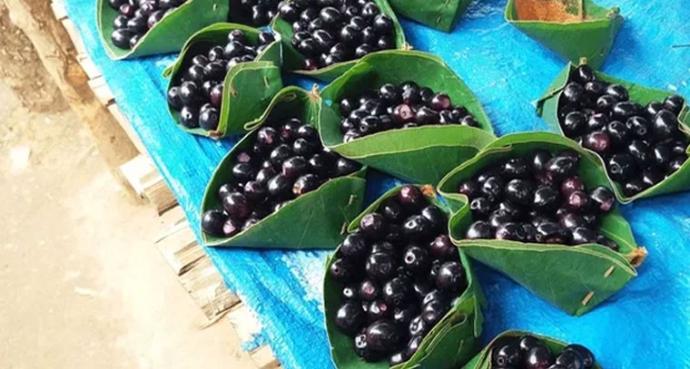 అల్లనేరేడు మొక్కల సాగు ఇలా..