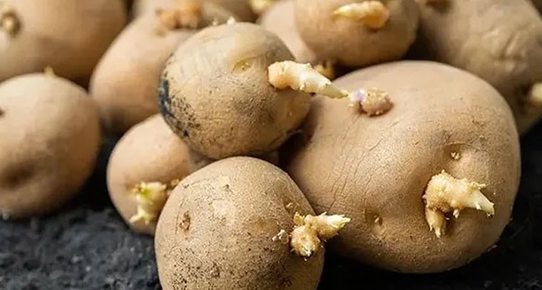 మొలకెత్తిన బంగాళదుంపలు తింటున్నారా.. అయితే జాగ్రత్త