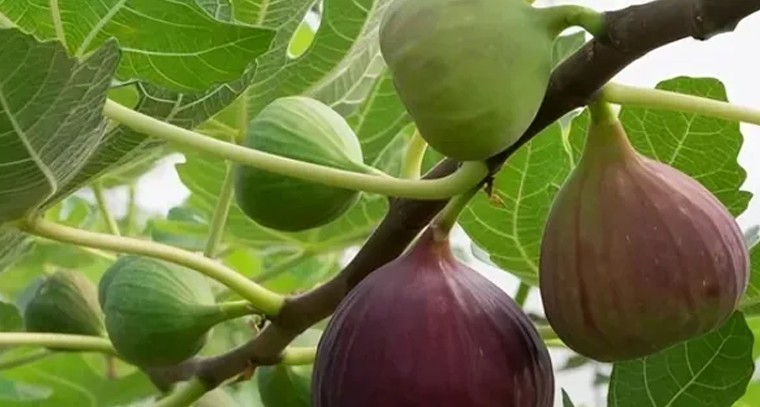 అంజీర ఆకులతో గుండె సమస్యలకు మేలు: నిపుణులు