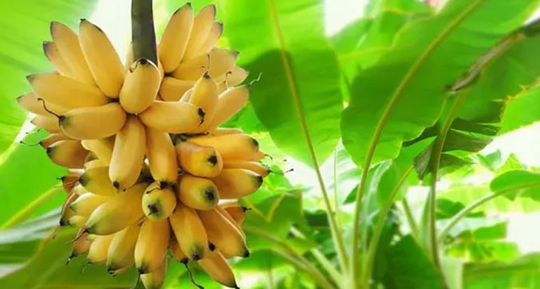 ఇంట్లో అరటి చెట్టును ఈశాన్యంలో నాటితే అపార శ్రేయస్సు!