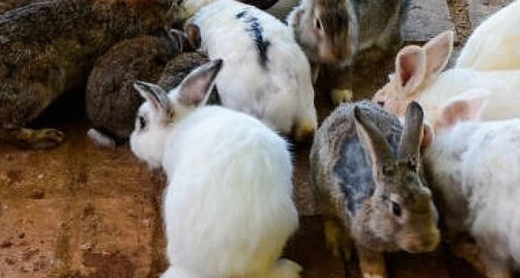 కుందేళ్ల పెంపకంతో సులభ ఆదాయం.. తక్కువ పెట్టుబడి, ఎక్కువ లాభం

