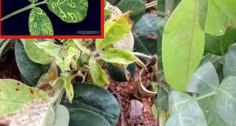 వేరుశనగ రైతులకు హెచ్చరిక.. 'మొవ్వు కుళ్లు' తెగులుతో పొంచి ఉన్న ముప్పు

