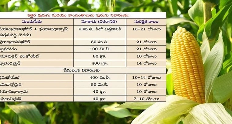 బుగ్గ రామలింగేశ్వరస్వామిని దర్శించుకున్న గాయని మంగ్లీ