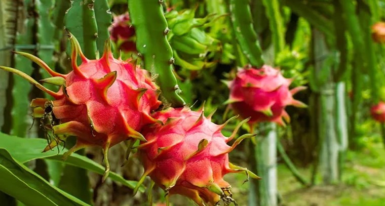 డ్రాగన్ ఫ్రూట్ పండించడానికి కావాల్సిన నేలలు ఇవే

