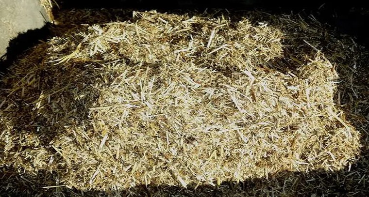 కార్తీక మాసం పూజల్లో పాల్గొన్న ఎమ్మెల్యే