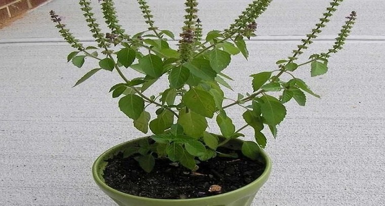 మీ ఇంట్లో ప్రశాంతత కరువైందా?.. ఈ చిన్న వాస్తు మార్పులతో అదృష్టాన్ని ఆహ్వానించండి

