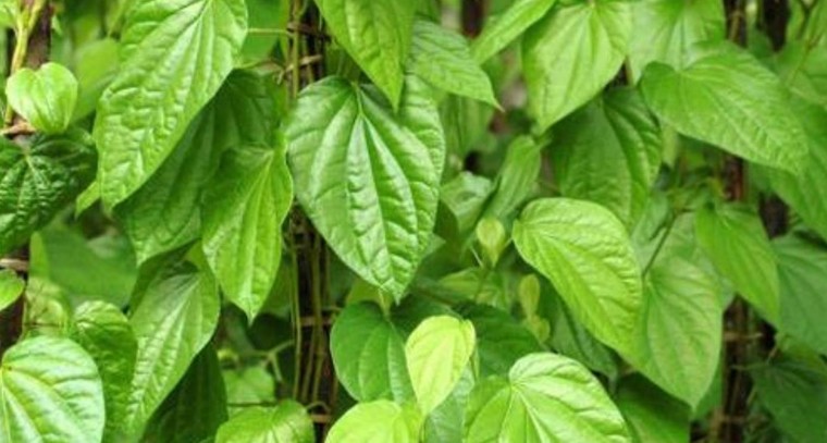 31న ఉస్మానియా యూనివర్సిటీలో జాబ్‌ మేళా

