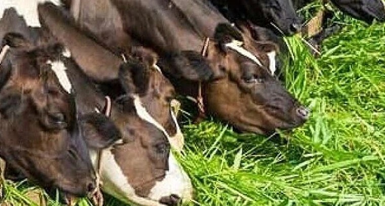 పశుగ్రాసం సాగుతో పడిపోనున్న ఖర్చులు.. పెరగనున్న పాల దిగుబడి

