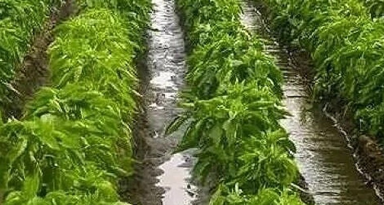 అధిక దిగుబడి కోసం ఆధునిక సాగు మెళకువలు.. రైతులు తీసుకోవాల్సిన జాగ్రత్తలు

