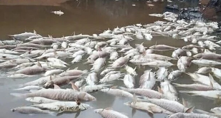 చేపల సాగులో మరణాల ముప్పు.. వ్యాధుల కంటే నిర్వహణ లోపాలే ప్రధాన కారణం!

