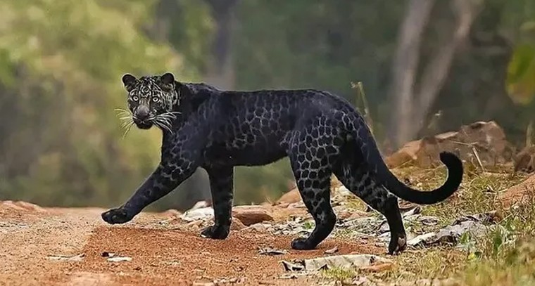 శ్రీవారి పుష్పయాగానికి అంకురార్ప‌ణ‌

