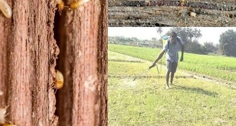 పంటలకు చెదపురుగుల ముప్పు.. నివారణకు శాస్త్రీయ పద్ధతులు

