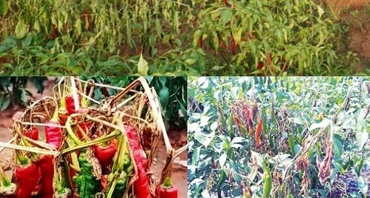 జియో యూజర్లకు గుడ్ న్యూస్.. సరికొత్త ప్లాన్!

