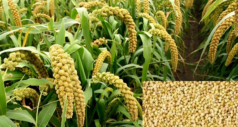 కొర్రలతో క్యాన్సర్కు చెక్..!

