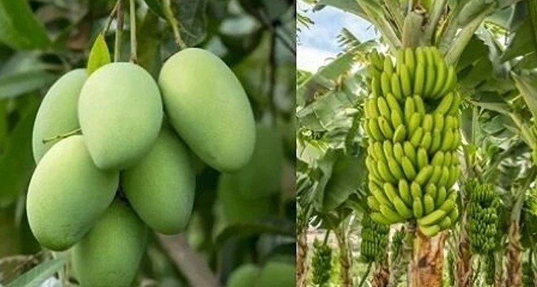 రాయలసీమ రైతులకు బంపర్ ఛాన్స్.. 6 లక్షల మంది ఉద్యాన రైతుల ఆదాయం రెట్టింపు చేయనున్న చంద్రబాబు మాస్టర్ ప్లాన్!

