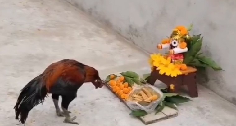 జగన్నాధుడి ముందు ప్రార్ధించిన కోడి..

