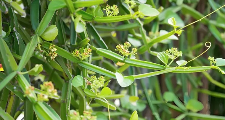 సరస్వతీ అమ్మవారికి విశేష పూజలు