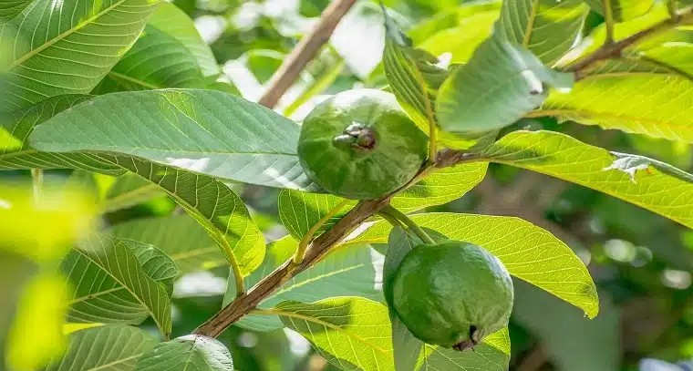  జామ ఆకులతో కలిగే ఆరోగ్య లాభాలు 

