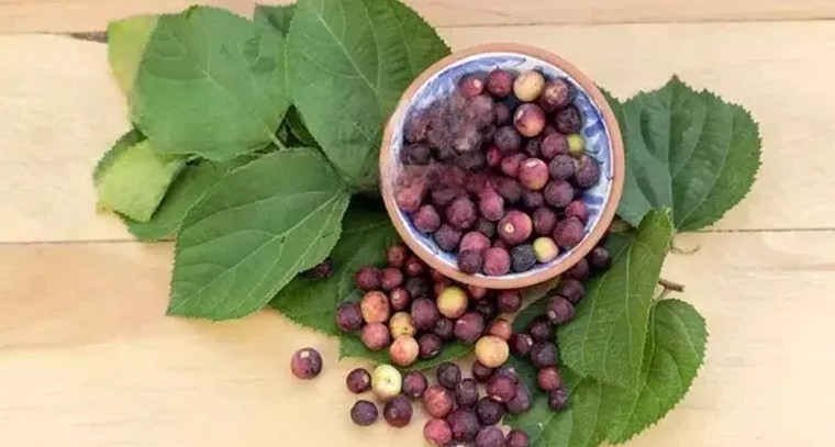 వేసవి తాపాన్ని తరిమికొట్టే 'ఫాల్సా'.. ఈ బుజ్జి పండ్లతో ఆరోగ్యానికి ఎంతో మేలు

