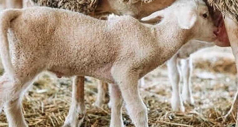 గొర్రె పిల్లల సంరక్షణలో మెళకువలు.. ఆరోగ్యకరమైన పెరుగుదలకు నిపుణుల సూచనలు

