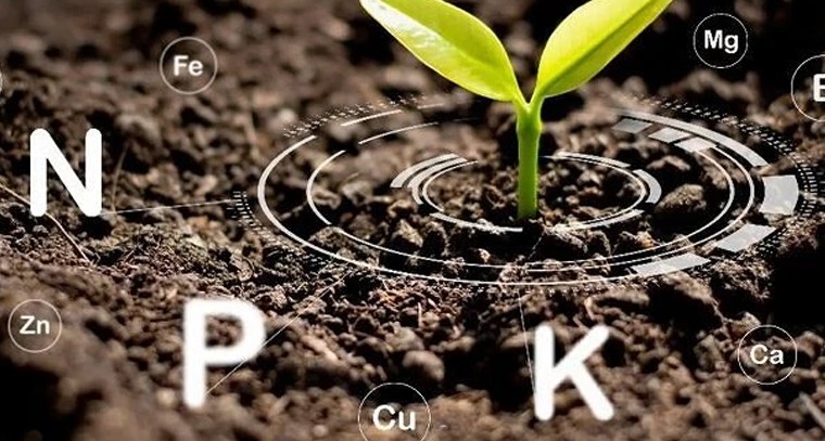 దిగుబడి పెంచే పోషకాల మంత్రం.. పంటలకు ఏ ఎరువులు ఎంత అవసరం?

