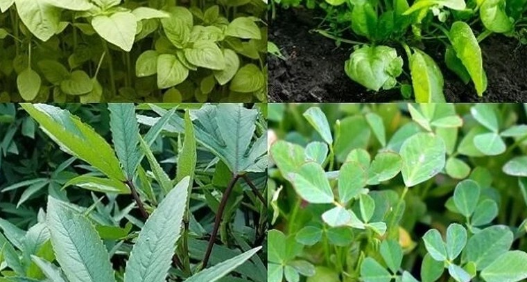 ఆకుకూరలతో గెలుచుకోండి.. తక్కువ రోజుల్లో బంపర్ దిగుబడి ఇచ్చే సూపర్ రకాలు!

